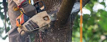 How Our Tree Care Process Works  in  North Muskegon, MI