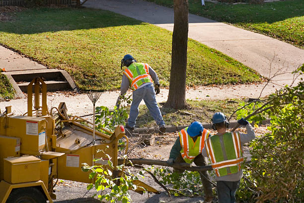 Trusted North Muskegon, MI  Tree Services Experts